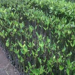 bibit mangrove bakau