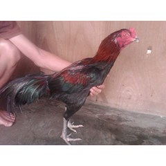 wulung