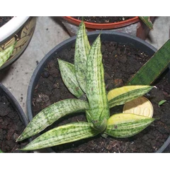 sansevieria kanyalensis ( induk & anak)