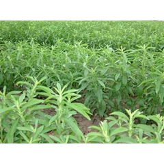 stevia extract