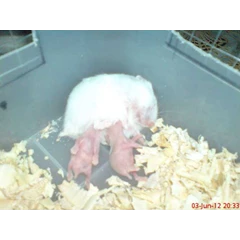 aneka hamster