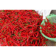 tw merah / cabe merah besar