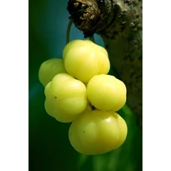 bibit cermai