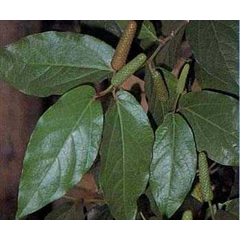 cabe jawa