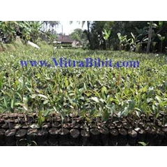 [ jual] bibit durian montong | bibit durian montong murah | bibit durian berbagai ukuran
