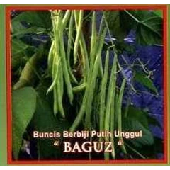 benih kacang buncis