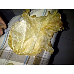 perut ikan