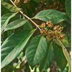 salam ~ daun salam ~ latin= syzygium polyanthum. ~ jual bibit pohon salam = 6pot ~ sms= + 62858-763-89979 ~ sms= + 6281-32622-0589 ~ sms= + 6281-901-389-117 ~ email= nurida479@ rocketmail.com