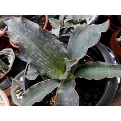 sansevieria watermark
