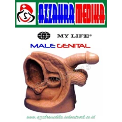 phantom organ reproduksi pria | male genital model | azzahra medika
