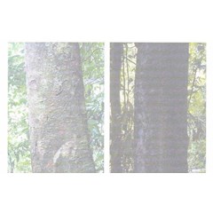 stok kayu meranti