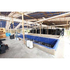 kepiting kroyo