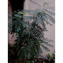 salam koja~ murraya koenigii~ daun kari, temurui...~ curry tree, curry leaves * * sms= + 62858-7638-9979 * * sms= + 6281-32622-0589 * * sms= + 6281-901-389-117 * * nurida479@ rocketmail.com