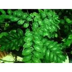 sweet leaf bush ~ star gooseberry ~ katuk sauropus androgynus ( l.) merr.~ indonesian katuk, memata, simani, cekur manis, katuk, cekak manis, tarok manis, phuk waan ban., so kun mu, ruridama no * * sms= + 62858-7638-9979 * * sms= + 6281326220589 * * sms= 