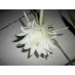queenof thenight ~ orchid cacti ~ ricrac cactus ~ mooncactus * * sms= + 6281326220589 * * sms= + 6281901389117 * * sms= + 6285876389979 * * nurida479@ yahoo.com
