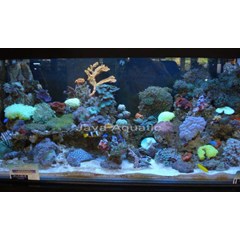 dekorasi aquarium 1, 5 mtr