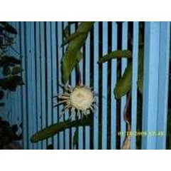 wijaya kusuma ~ epiphyllum oxypetalum ~ ratu malam.~ bakawali.~ tan hua.~ queenof thenight, orchid cacti, ricrac cactus, mooncactus * * sms= + 6281326220589 * * sms= + 6281901389117 * * sms= + 6285876389979 * * nurida479@ yahoo.c