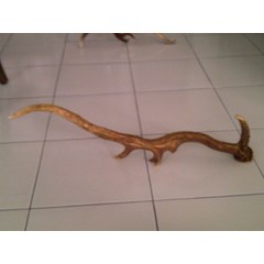 tanduk rusa totol