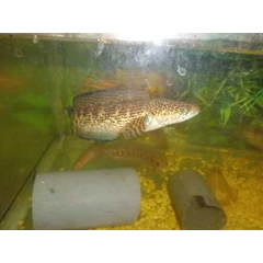channa auranti