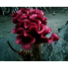 jengger ayam ~ tanaman jengger ayam ~ celosia cristata l. ~ celosia argentea l. var cristata ( l.) o. ktze. * * sms= + 6285876389979 * * sms= + 6281326220589 * * sms= + 6281901389117 * * nurida479@ rocketmail.com