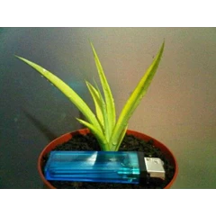 sansevieria gracilis variegated