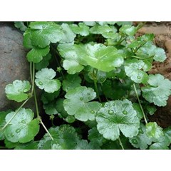 daun pegagan