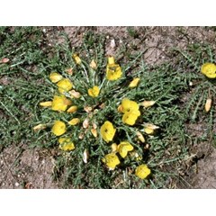 minyak evening primrose ( evening primrose oil