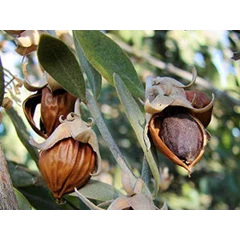 minyak jojoba, golden ( jojoba oil, golden)