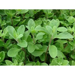minyak marjoram ( marjoram oil)