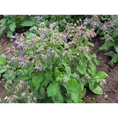minyak borage ( borage oil)