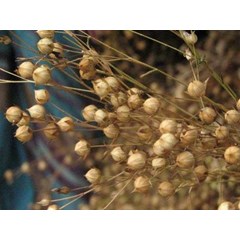 minyak flax ( lin seed oil)