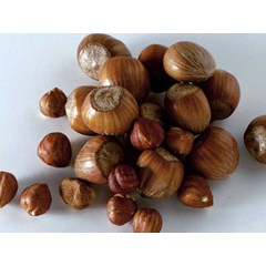 minyak kemiri ( hazel nut oil)