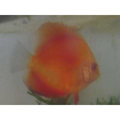 red discus