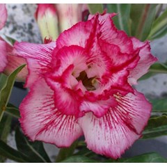 king blossom
