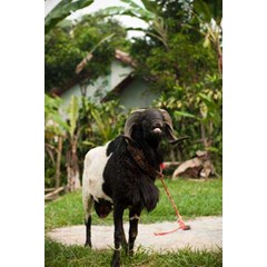 domba dan sapi kurban