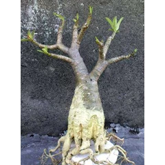 arabicum cutting [ kode 04 ]