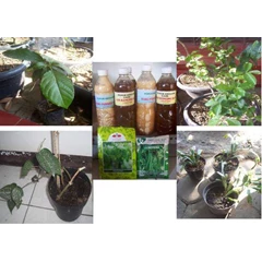 bibit tambulapot buah dan sayur