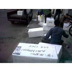 benih ikan mas