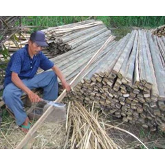 * * * * * bambu untuk tiang bendera partai * * * * *