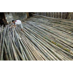 * * * * * bambu untuk tiang bendera partai * * * * *