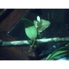 benalu teh ( scurulla atropurpurea ( bl) danser) . benalu pohon teh hijau ~ sms= + 62858-763-89979 ~ sms= + 6281-32622-0589 ~ sms= + 6281-901-389-117 ~ email= budimanbagus@ rocketmail.com