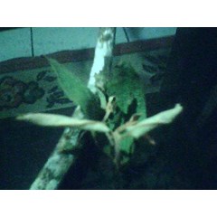 benalu teh ~ scurulla atropurpurea ( bl) danser ~ benalu pohon teh hijau * * sms= + 6285876389979 * * sms= + 6281326220589 * * sms= + 6281901389117 * * nurida479@ rocketmail.com