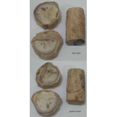 fossil kayu
