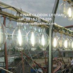 lampu ikan / cumi