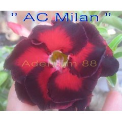 ac milan