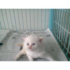 kucing persian