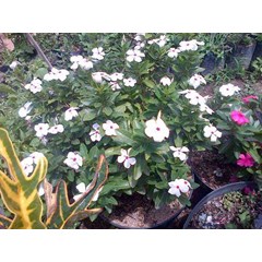 tapak dara ~ catharantus roseus ( l.) g. don ~ kembangtembaga beureum ~ kembang sari cina, keminting cina, rumput jalang, chang chun hua * * sms= + 62858-7638-9979 * * sms= + 6281-32622-0589 * * sms= + 6281-901-389-117 * * nurida479@ rocketmail.com