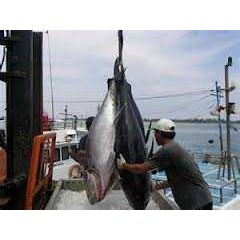 kapal ikan taiwan