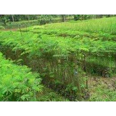 bibit albesia