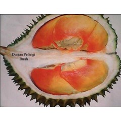 durian pelangi
